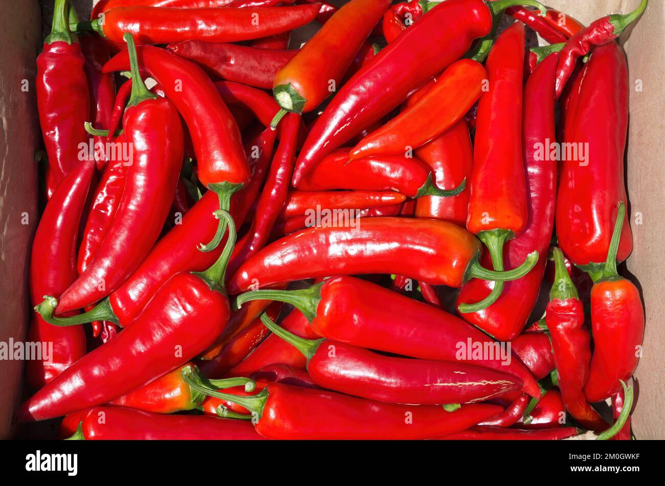 Un sacco di peperoncini rossi caldi. I peperoni si ascoltano al sole. Foto Stock