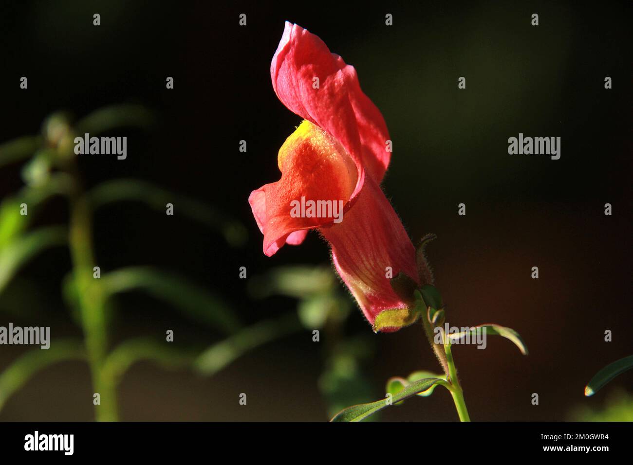 Primo piano di un fiore di drago Foto Stock