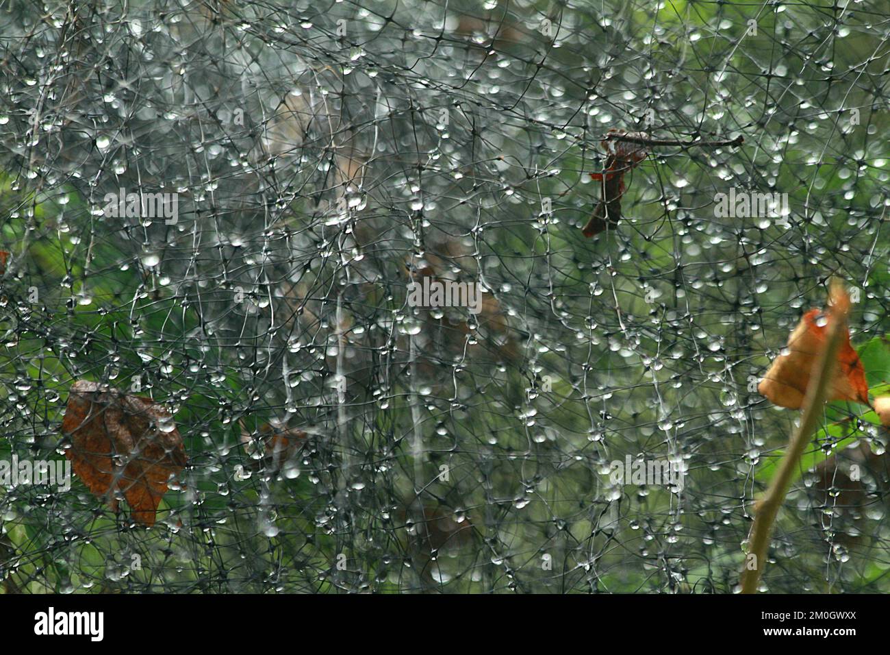Gocce di pioggia su una rete da giardino Foto Stock