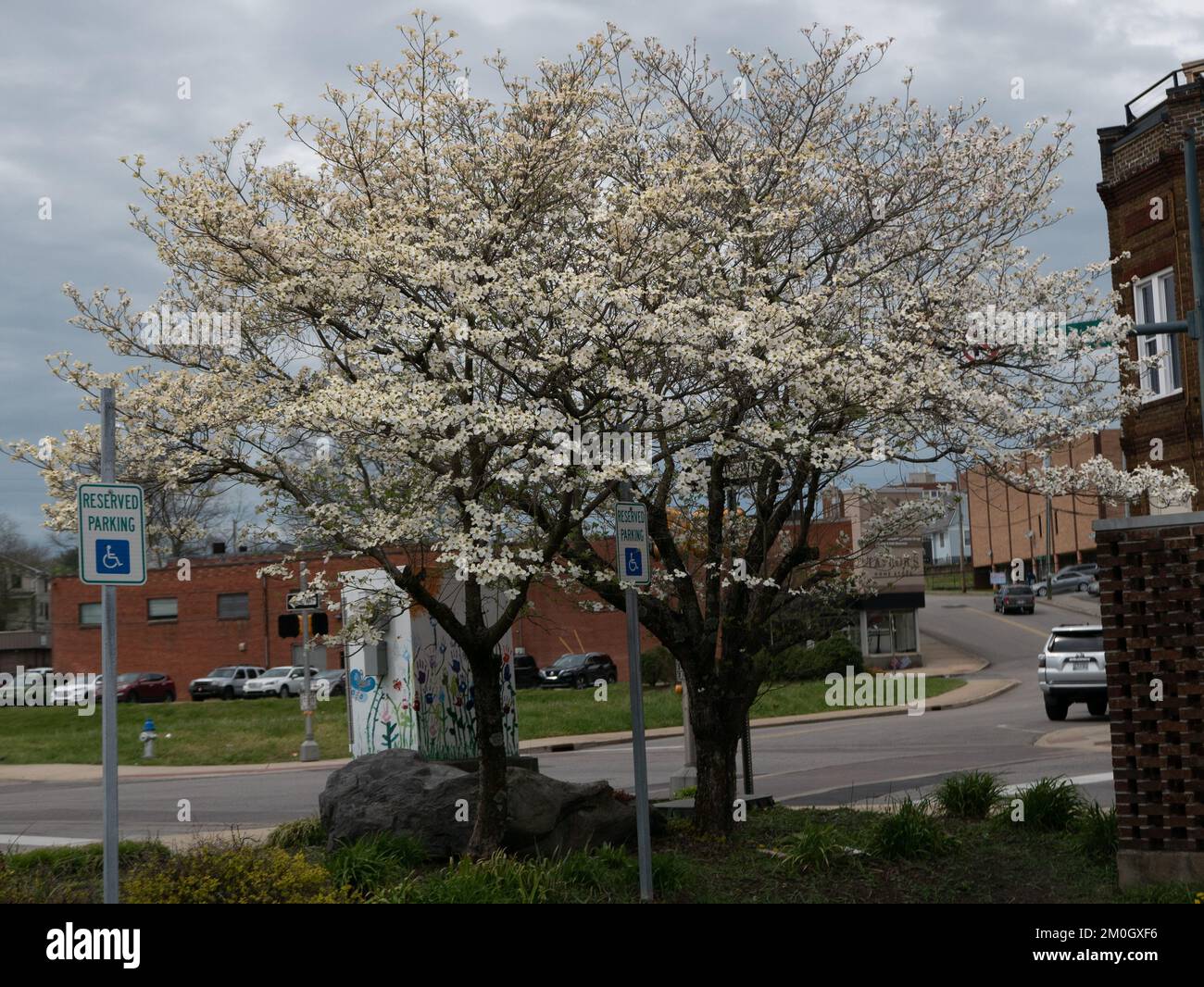 Johnson City, Tennessee, Stati Uniti 2022-04-13 Johnson City Bus Terminal: Albero fiorito. Foto Stock