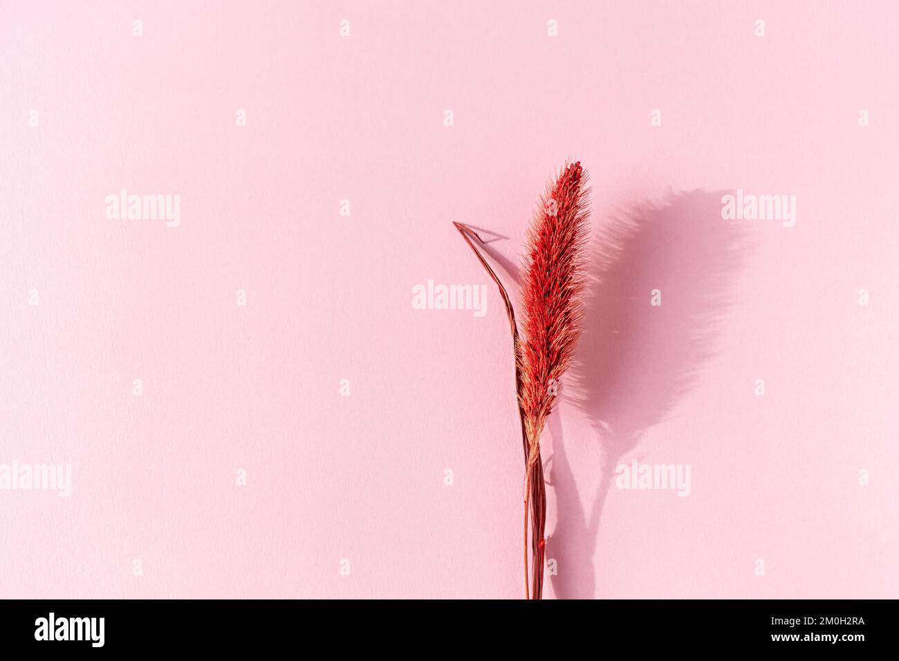 Spikelet rosso secco su sfondo di carta. Foto Stock