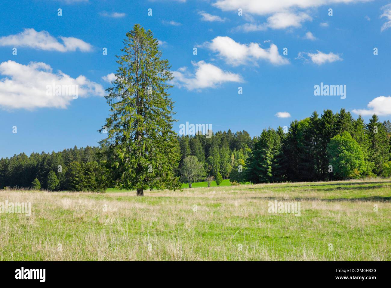 Grande abete rosso in piedi solitario in un prato verde sotto un cielo blu, vicino a Les Breuleux nel cantone del Giura, Svizzera, Europa Foto Stock