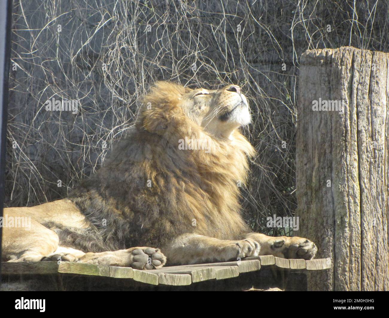 Leone adulto singolo nello zoo di Dortmund Foto Stock