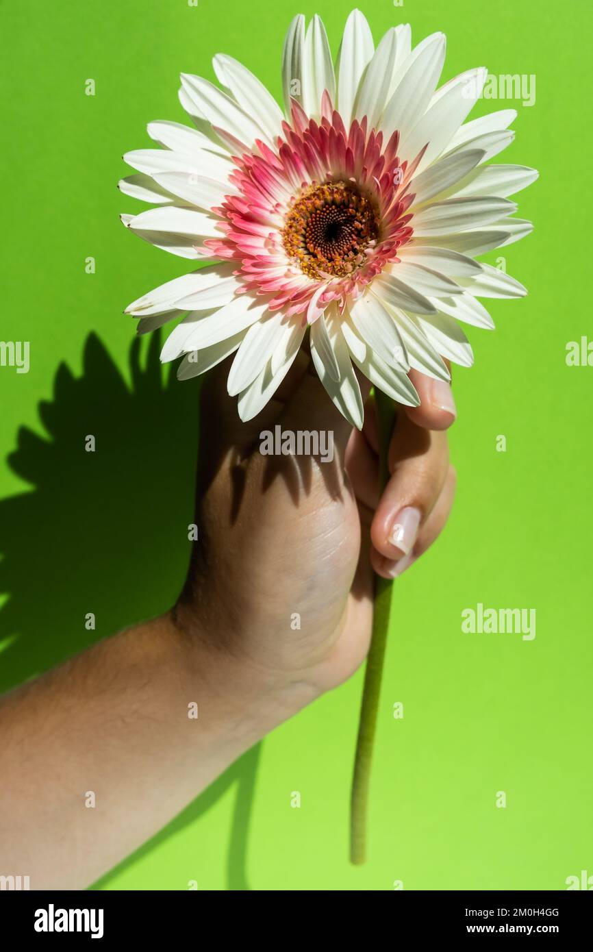 Gerbera bianco fiore in mano su sfondo verde Foto Stock