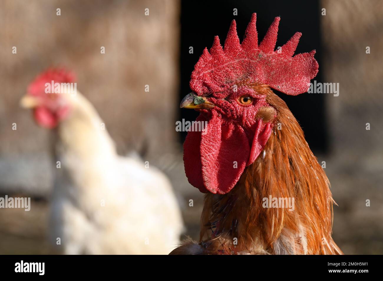 Gallo con gallina bianca sullo sfondo Foto Stock