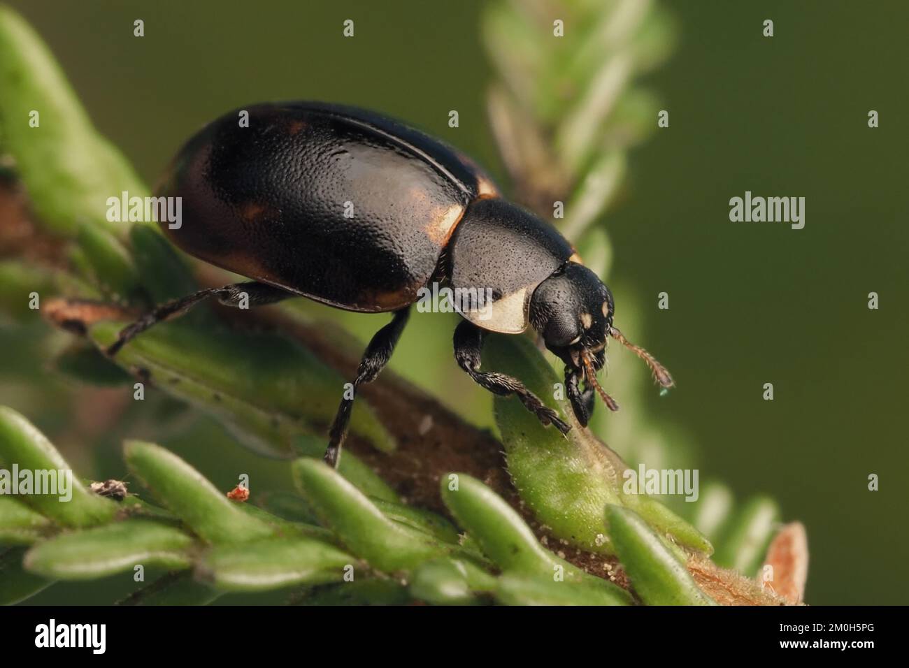 Forma melanica di Ladybird geroglifico (Coccinella hieroglifica) che striscio sul gambo di erica. Tipperary, Irlanda Foto Stock