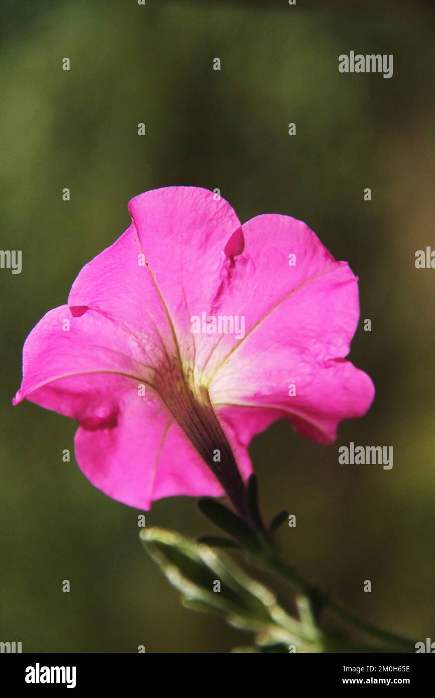 Ravvicinato di petunie di ciclamino Foto Stock