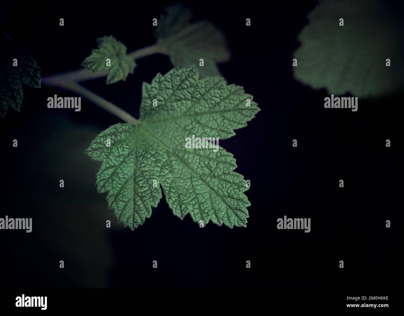 Foglie, foglia, foglie verdi, verde, piante, macro, natura, umore Foto Stock