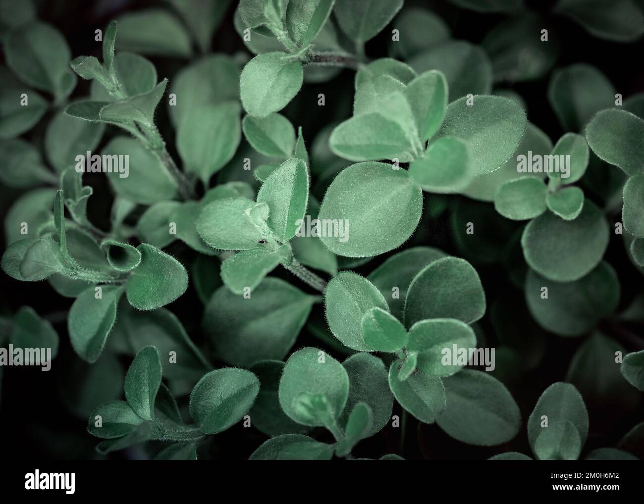 Foglie, foglia, foglie verdi, macro, natura, giardini, all'aperto, atmosfera Foto Stock