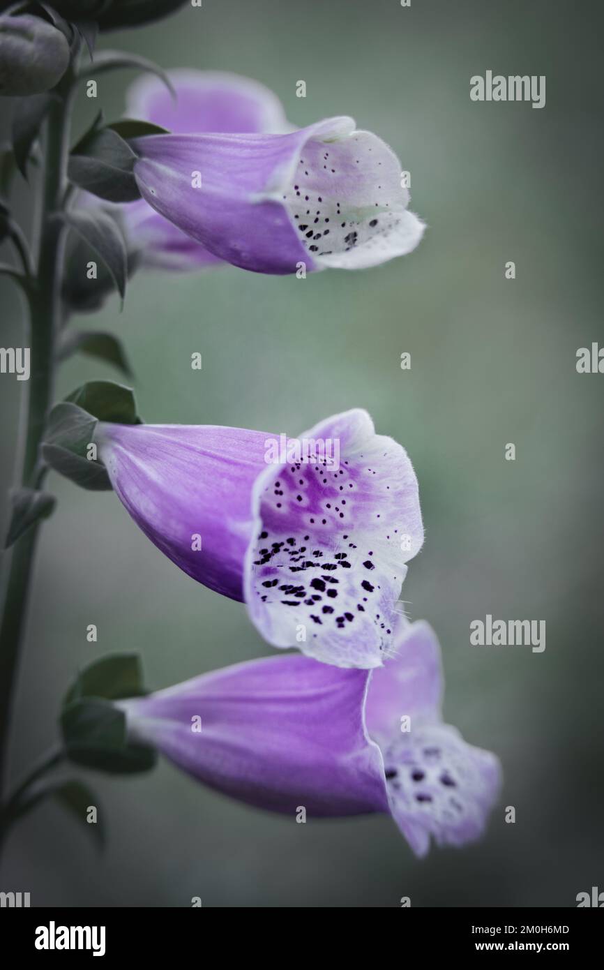 Fiori, foxglove, macro, natura, dettagli, piante, all'aperto, petali Foto Stock