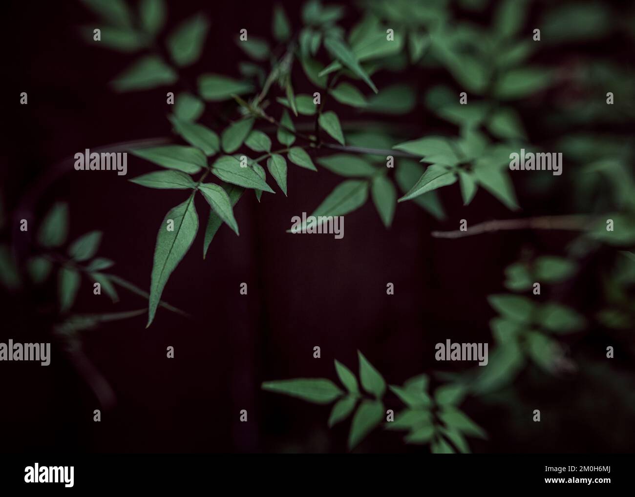 Piante, pianta, foglia, foglie, foglie verdi, moody, macro, natura Foto Stock