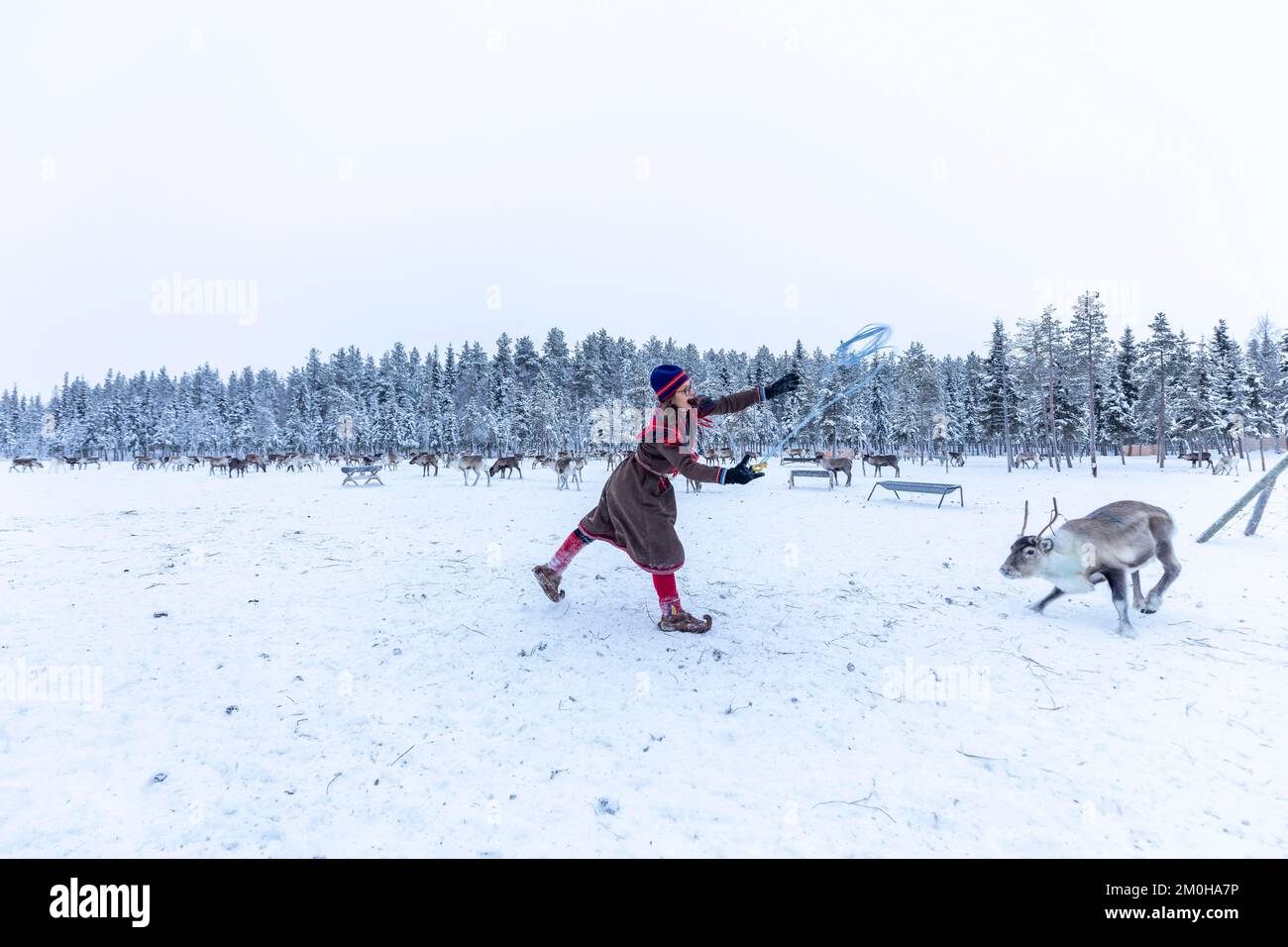 Svezia, Contea di Norbotten, Jokkmokk, pastore di renne nel suo corallo (penna per prendersi cura di renne) in abito tradizionale lassoing una renna Foto Stock