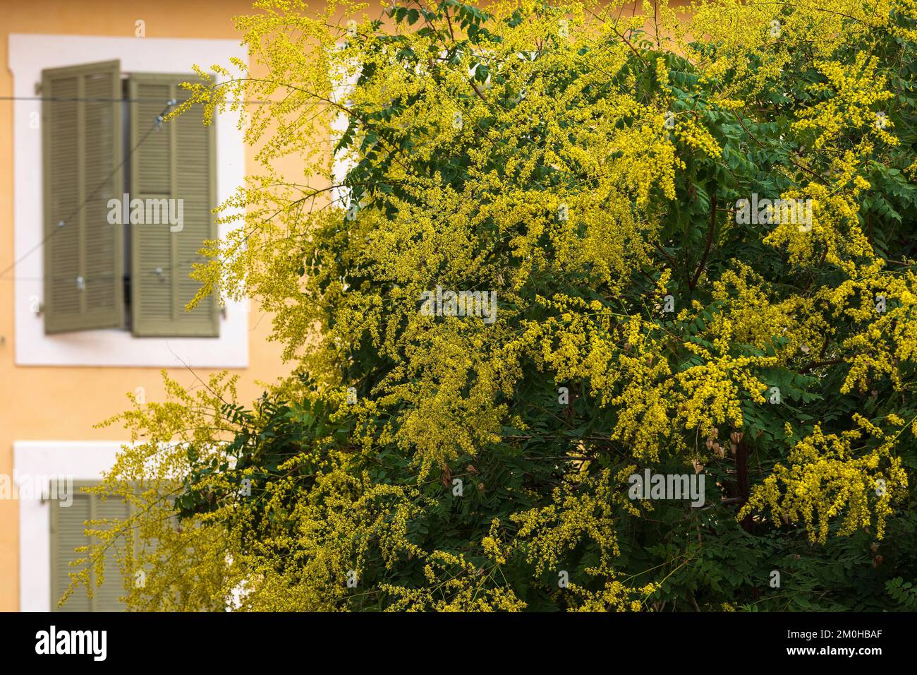 Francia, Hautes Alpes, Gap, rue Amedee Para, albero fiorito Foto Stock