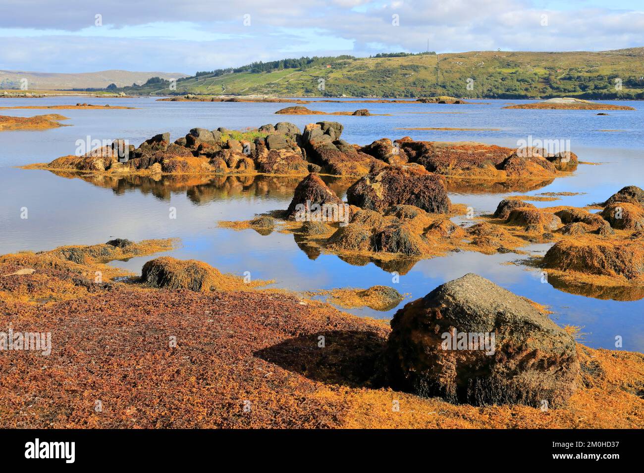 Irlanda, provincia di Connacht, Connemara, Contea di Galway, Glencoh, braccio del mare con le sue alghe gialle sulle rocce con la bassa marea Foto Stock