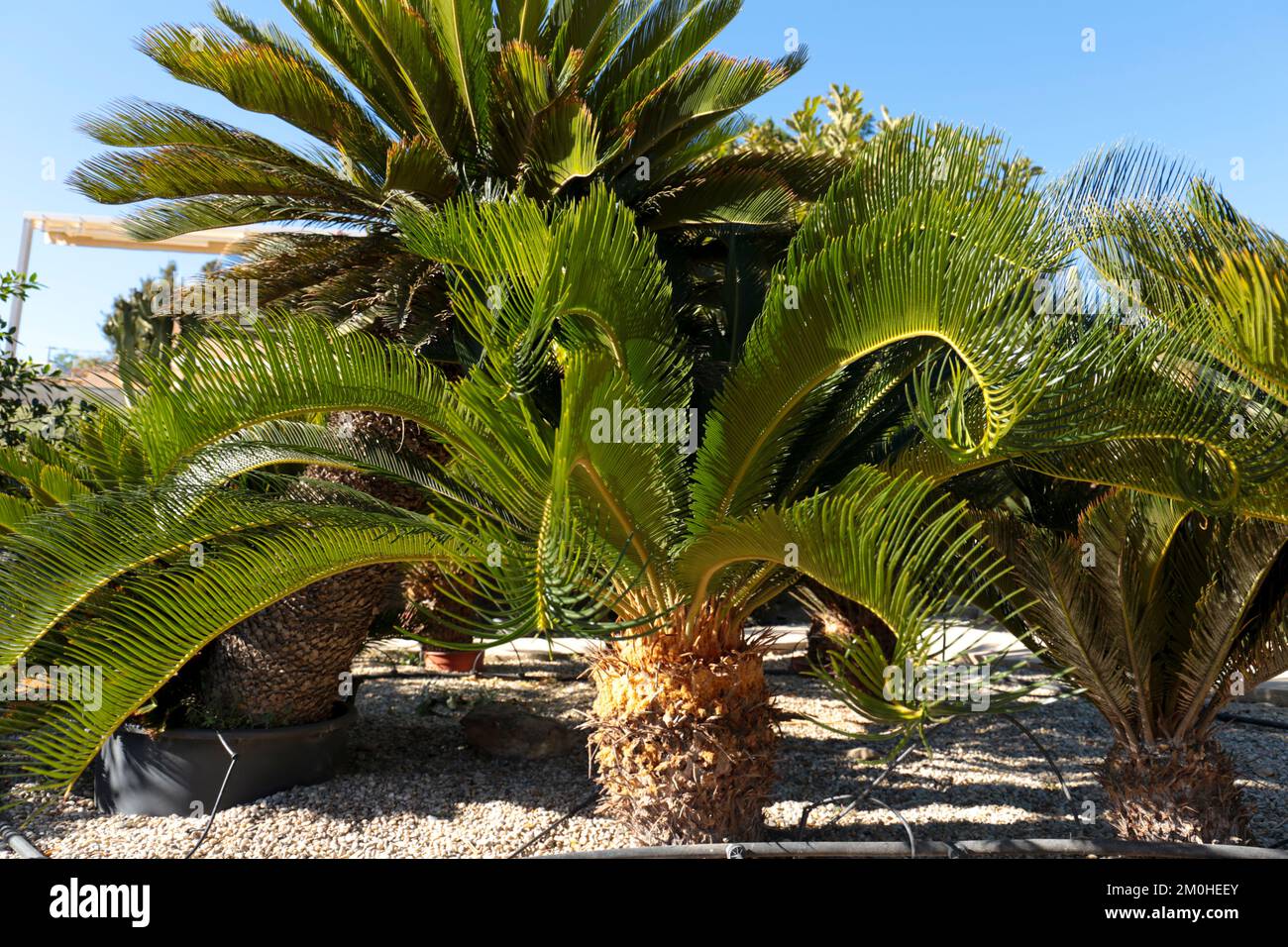 Cycas revoluta pianta sotto il sole nel giardino in primavera Foto Stock