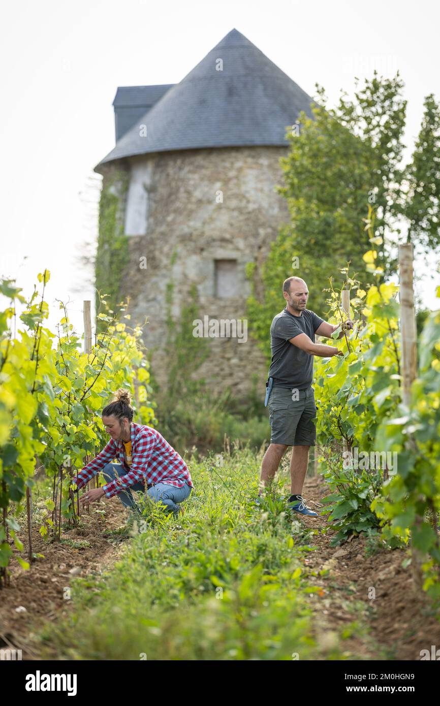 Francia, Morbihan, Sarzeau, Guillaume Hagnier et Marie Devigne presso l'azienda vinicola e il mulino di Poulhors Foto Stock