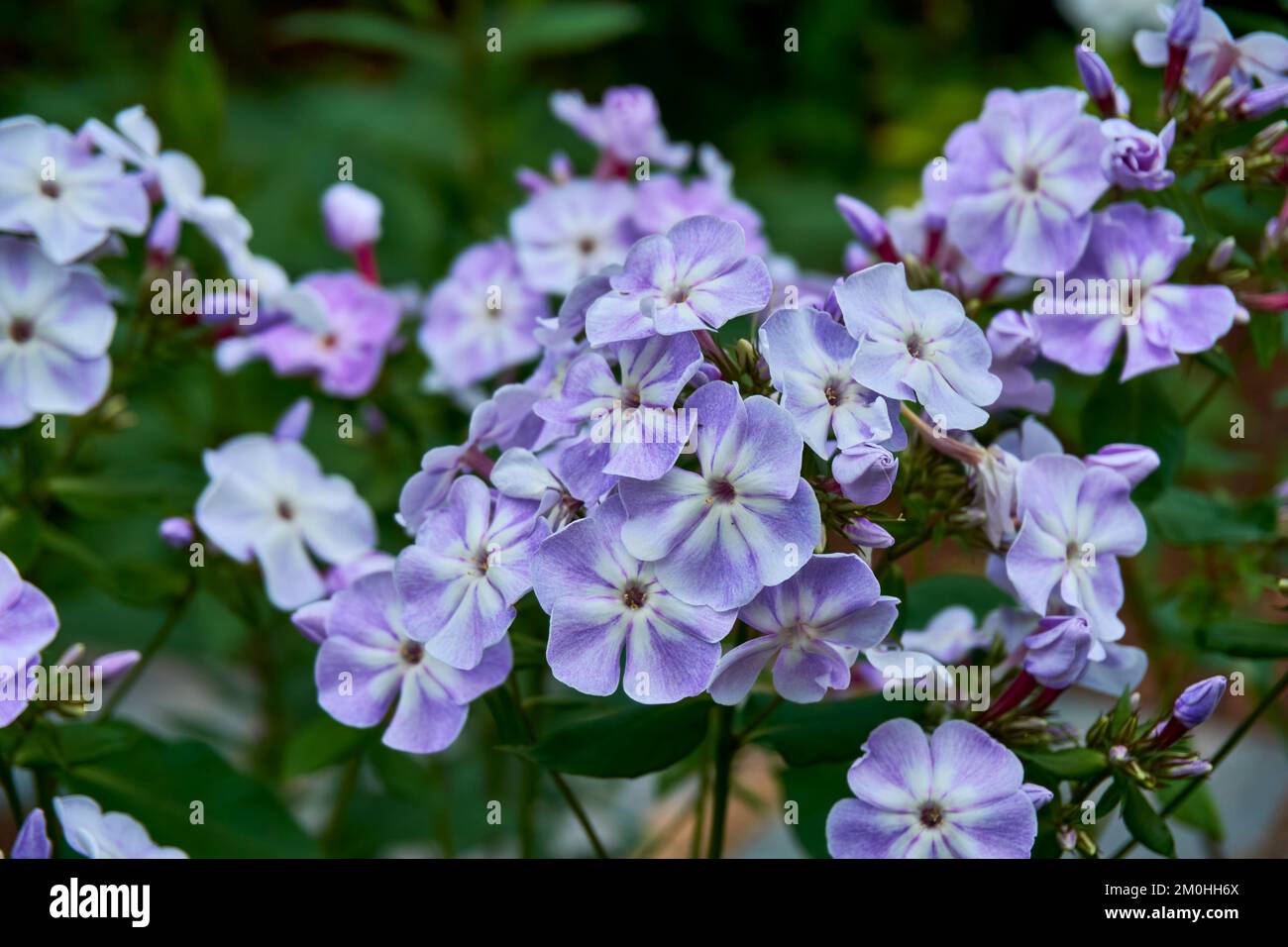 Fiori di giardino pianta perenne Phlox paniculata 'Grey Lady'. Foto Stock