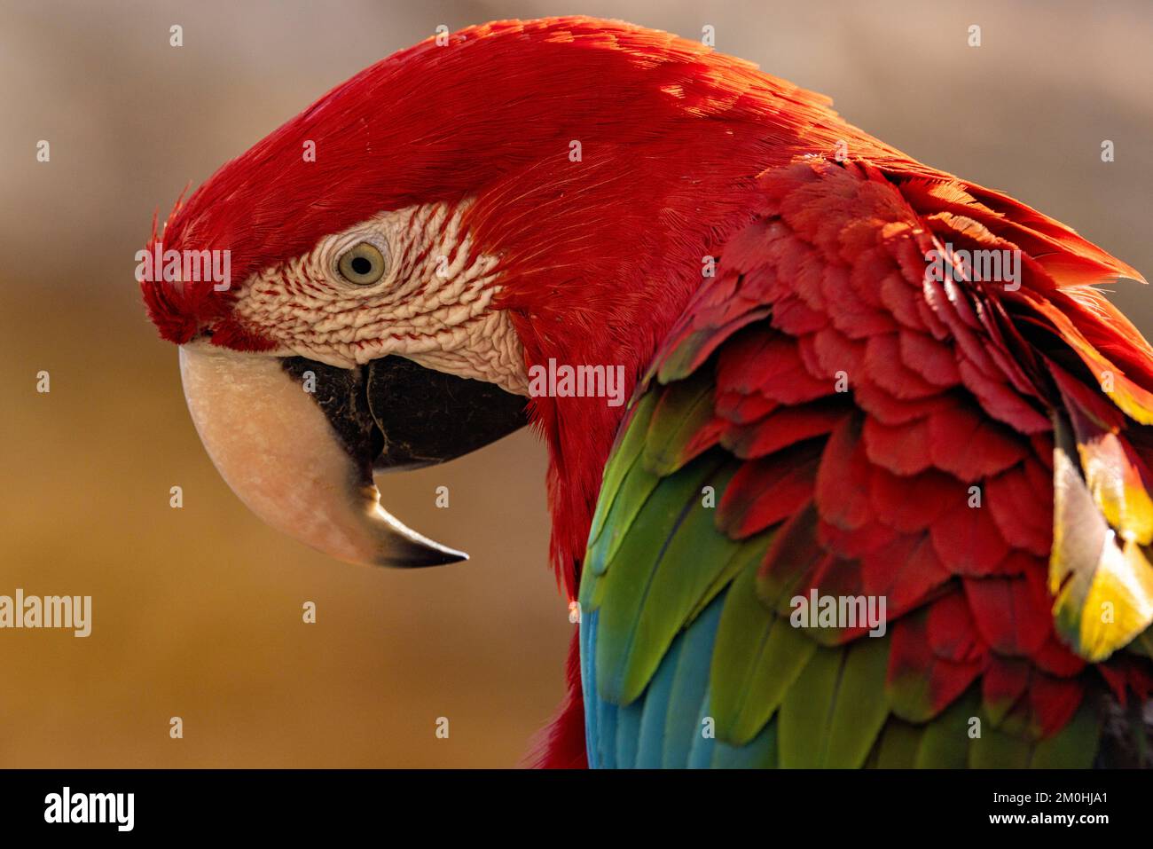 Francia, Maine et Loire, zoo di Doue la Fontaine, macaw con alette verdi (Ara chloropterus) Foto Stock