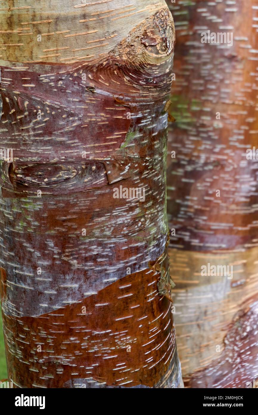 Corteccia di albero Betula utilis albosinensis, il Birch Rosso Cinese. Foto Stock