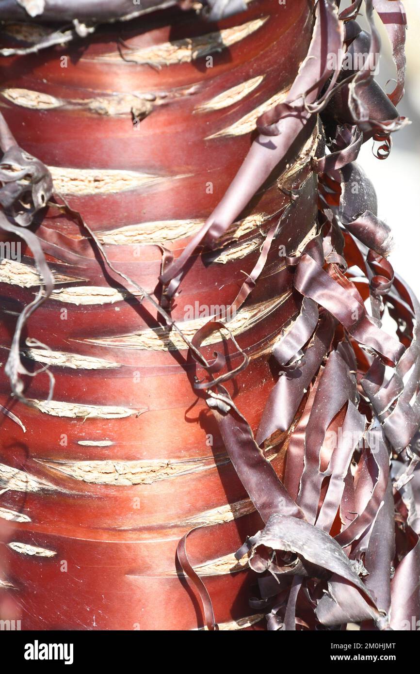Primo piano del tronco di una serrura Prunus, chiamata anche ciliegia corteccia di betulla, ciliegia corteccia di betulla, ciliegia corteccia di carta, o ciliegio tibetano Foto Stock