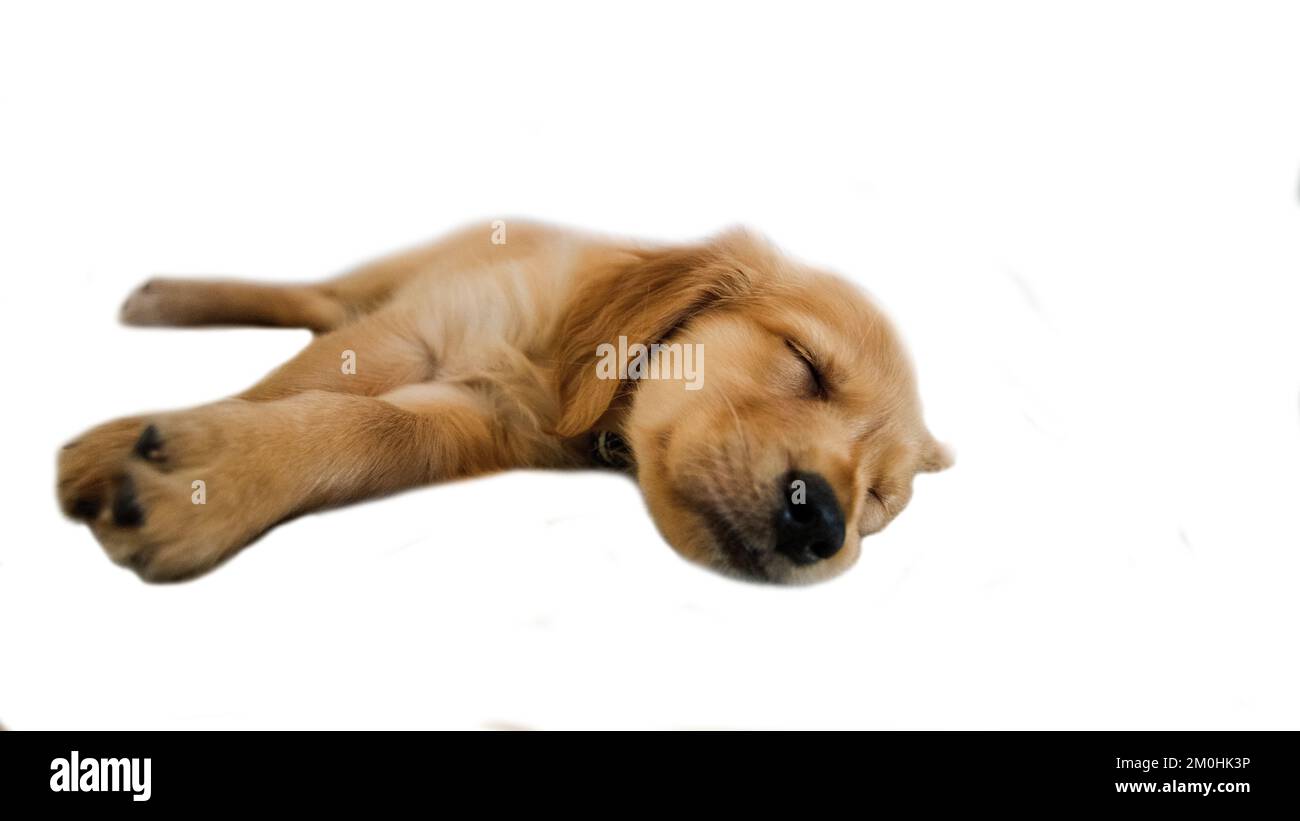 Ritratto di un cucciolo di recupero d'oro che batte isolato su uno sfondo bianco. Foto Stock