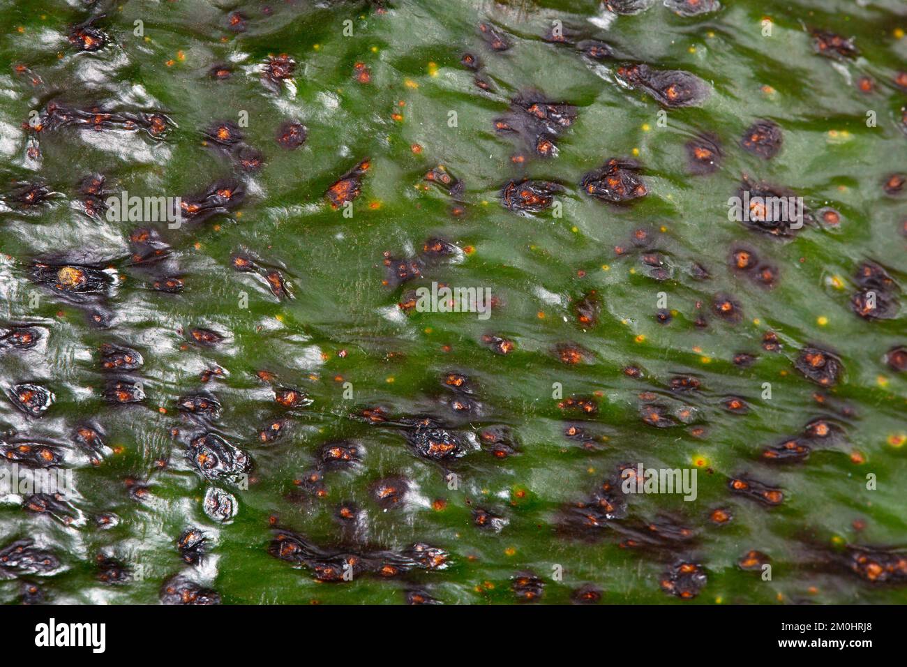 Struttura di buccia di avocado come sfondo. Un primo piano di una buccia di avocado. Foto macro. Foto Stock