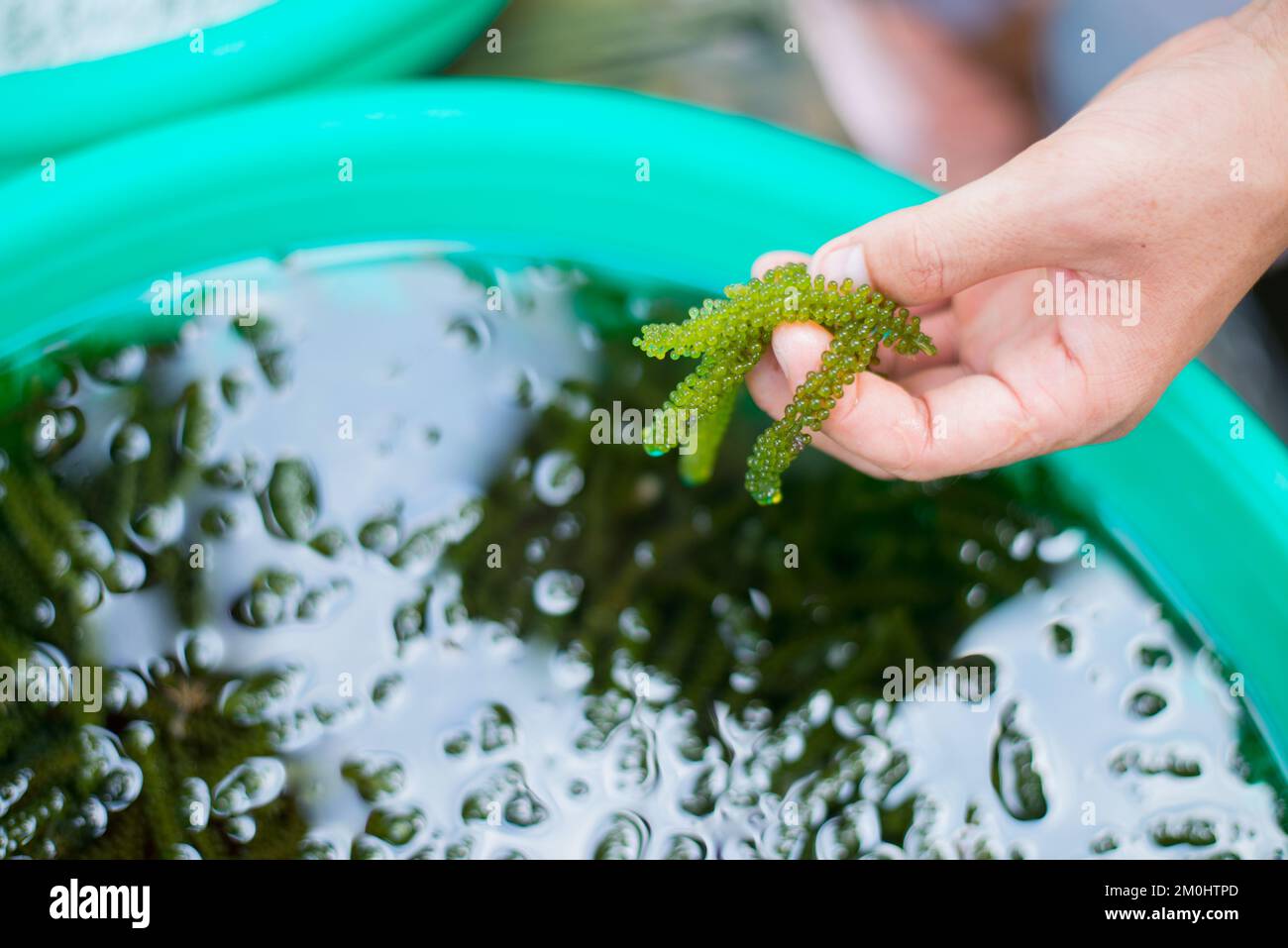 L'alga (uva di mare, Caulerpa lentiglifera) è un pesce sano. Foto Stock