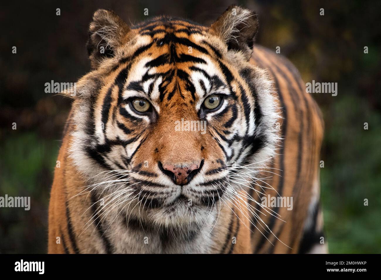 Femmina tigre di Sumatra guardando verso la telecamera Foto Stock