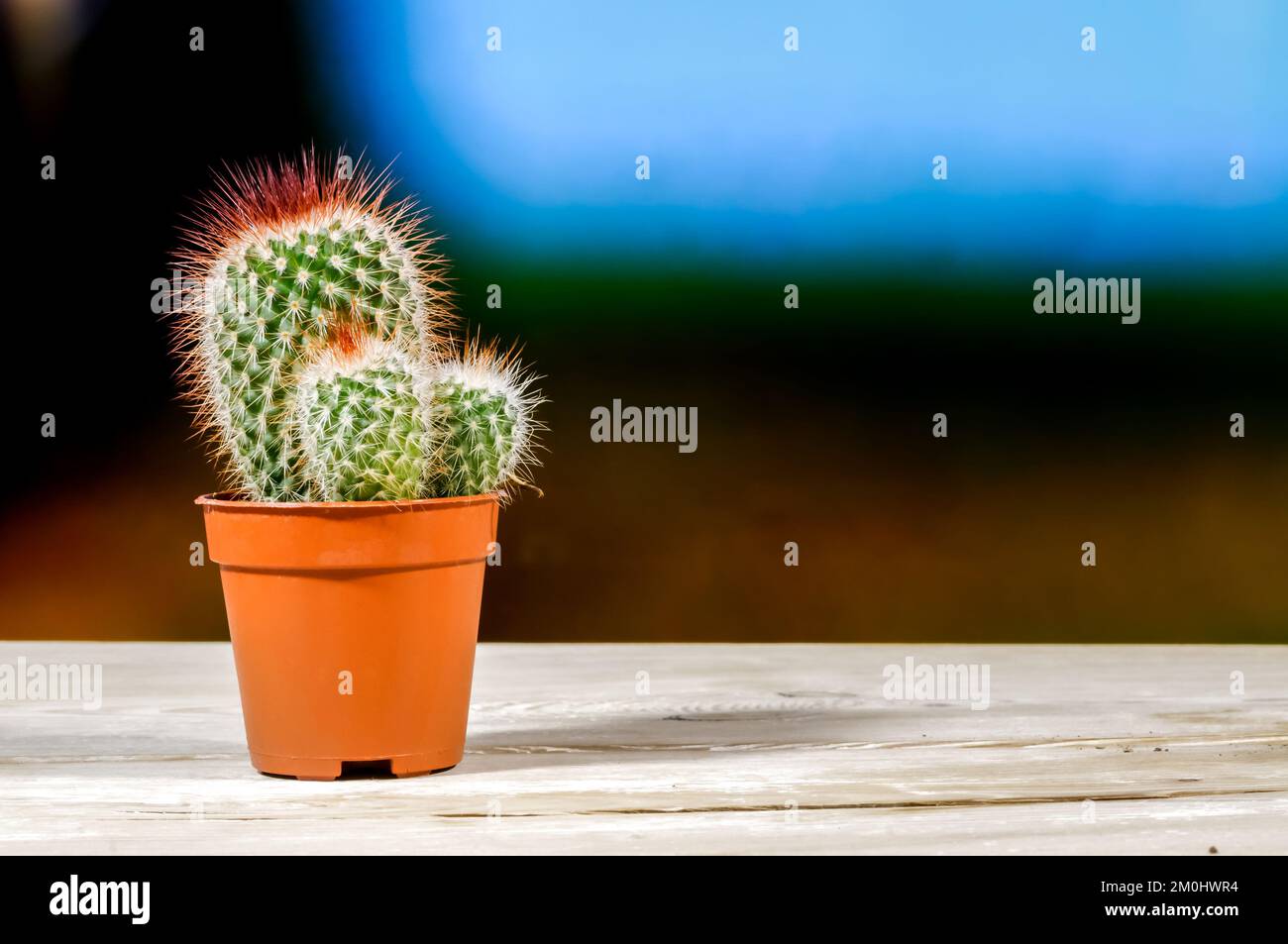 piccoli cactus decorativi con lunghe punte colorate su uno sfondo dinamico colorato sfocato, piante in un vaso su una finestra di legno davanzale primo piano, sfondo Foto Stock