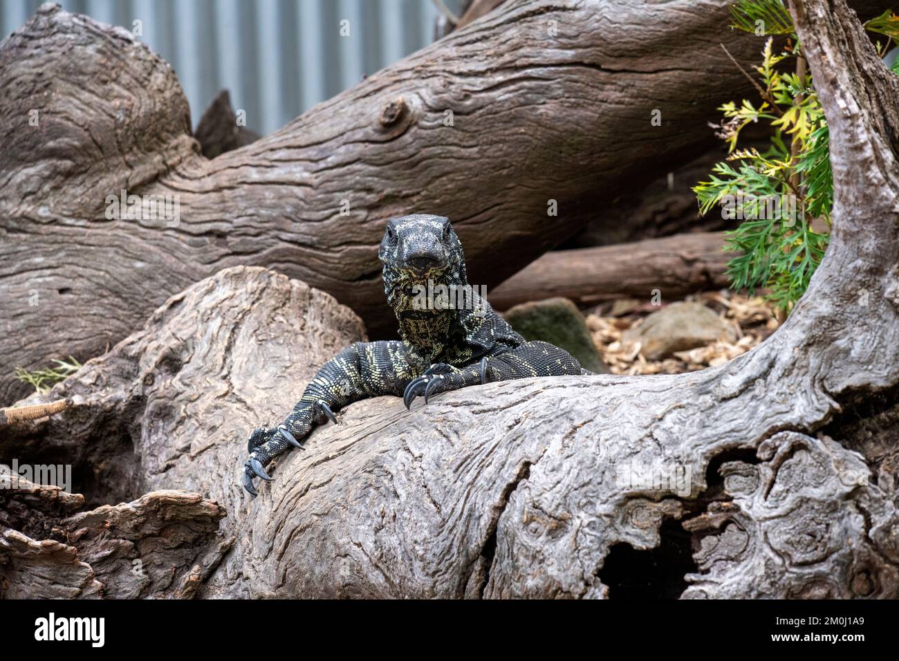 Monitor comuni di Goanna o pizzo (Varanus varius) al Featherdale Wildlife Park di Sydney; NSW; Australia (foto di Tara Chand Malhotra) Foto Stock