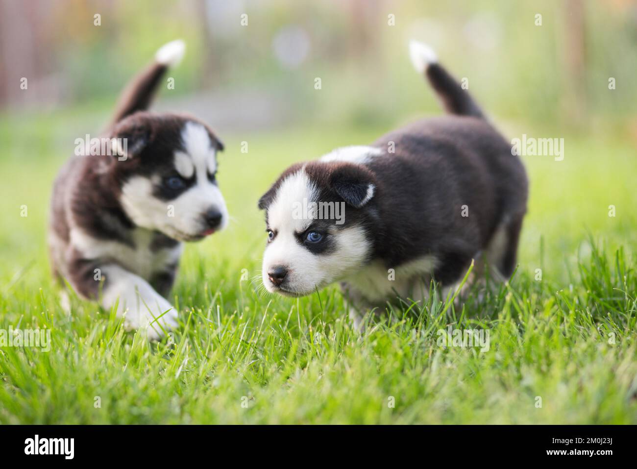 Adorabili cuccioli di Husky che giocano in giardino. I cuccioli divertenti giocano all'aperto Foto Stock