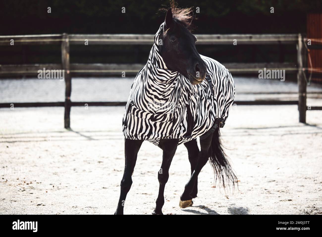 Bel cavallo scuro che indossa un cappotto con stampa zebra per proteggere la sua pelle dall'eruzione solare Foto Stock