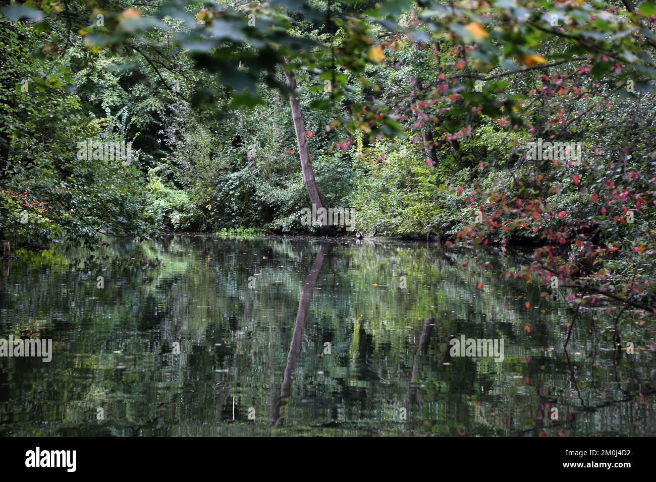 Fiume Alster e la foresta ai margini di Amburgo Foto Stock