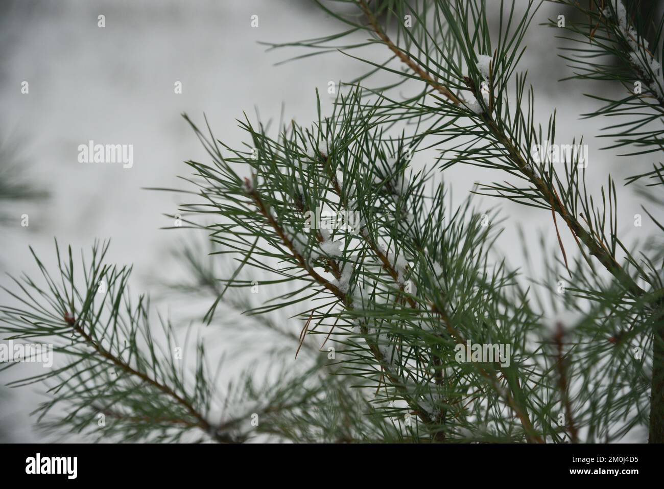 Sfondo di Natale con bel pino verde brunch primo piano. Spazio di copia. Foto Stock