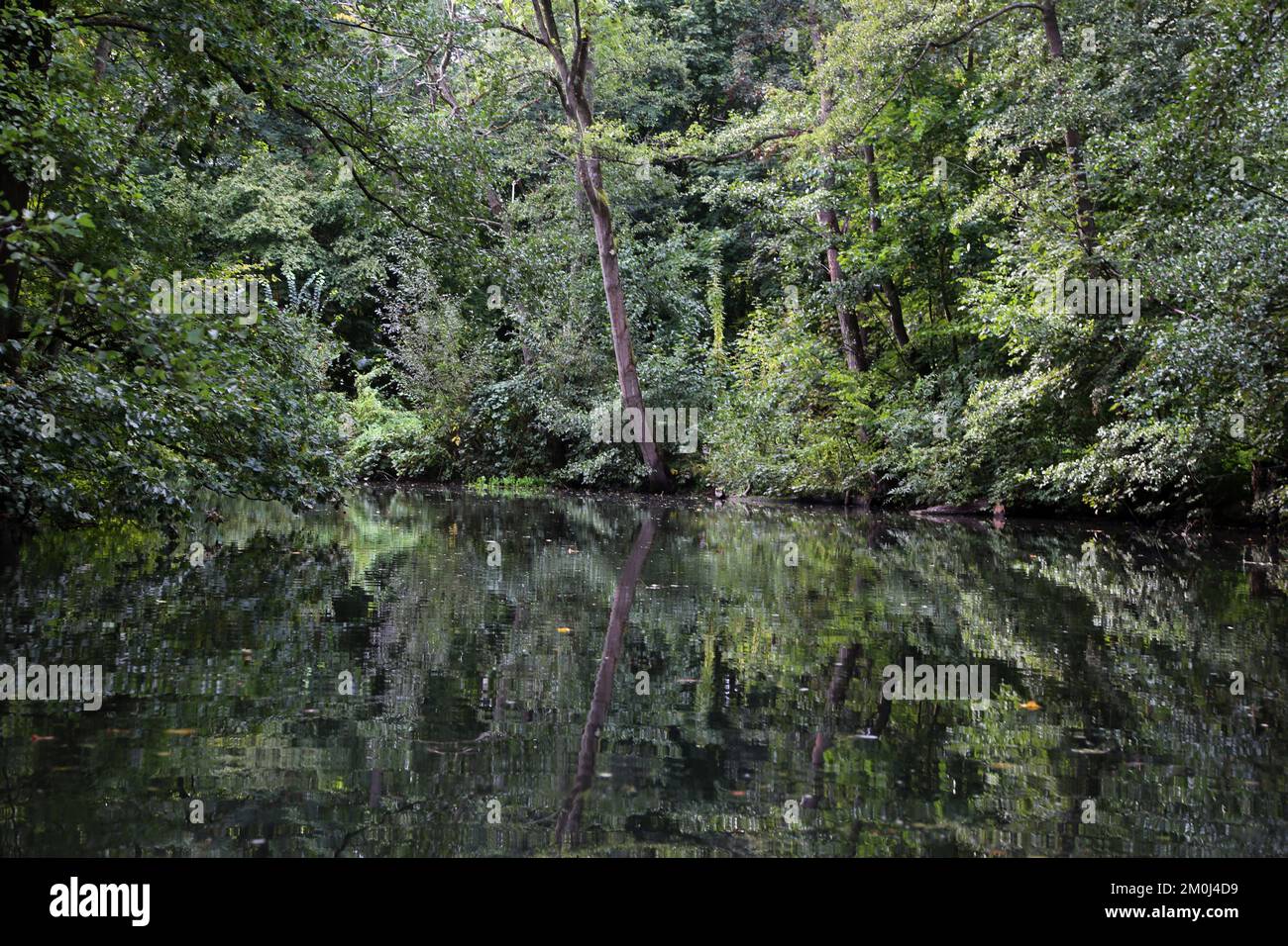 Fiume Alster e la foresta ai margini di Amburgo Foto Stock