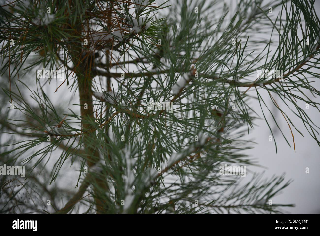 Sfondo di Natale con bel pino verde brunch primo piano. Spazio di copia. Foto Stock
