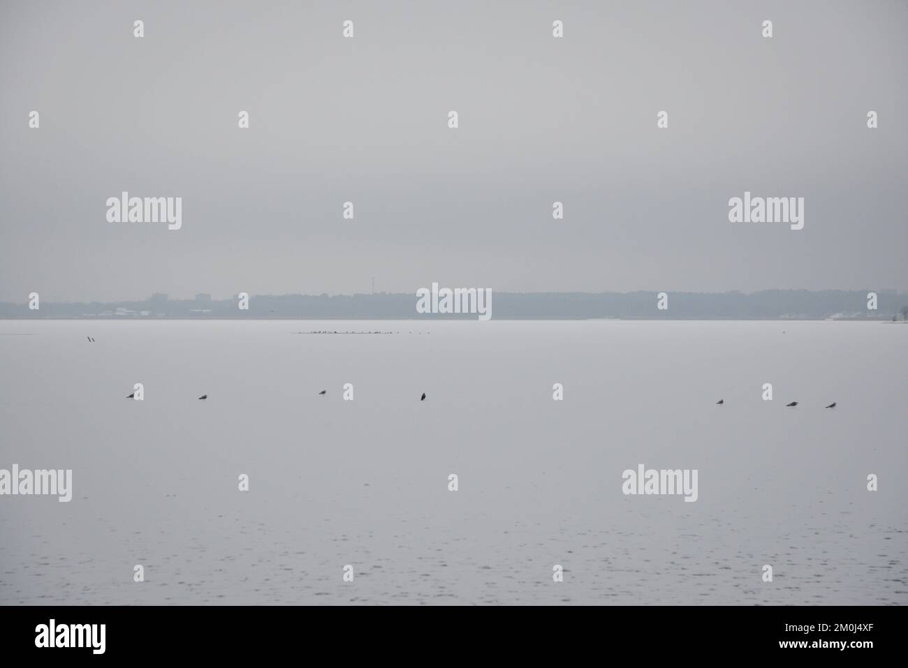 splendido paesaggio invernale con vista naturale su un lago ghiacciato sul quale si trovano uccelli neri e una foresta all'orizzonte. Foto Stock