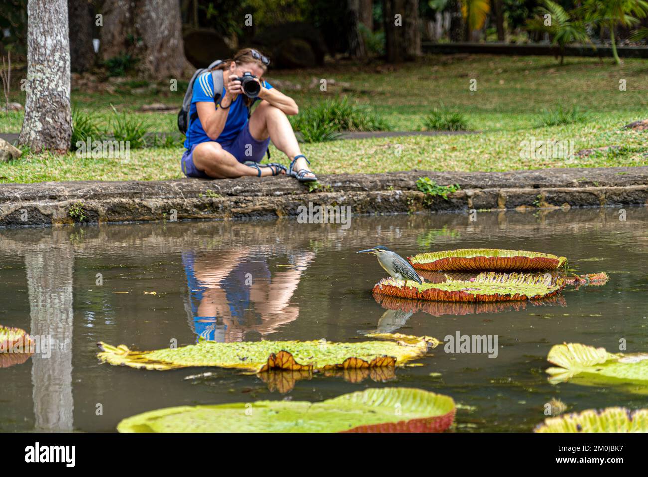 Victoria amazonica fiore di loto pianta Foto Stock