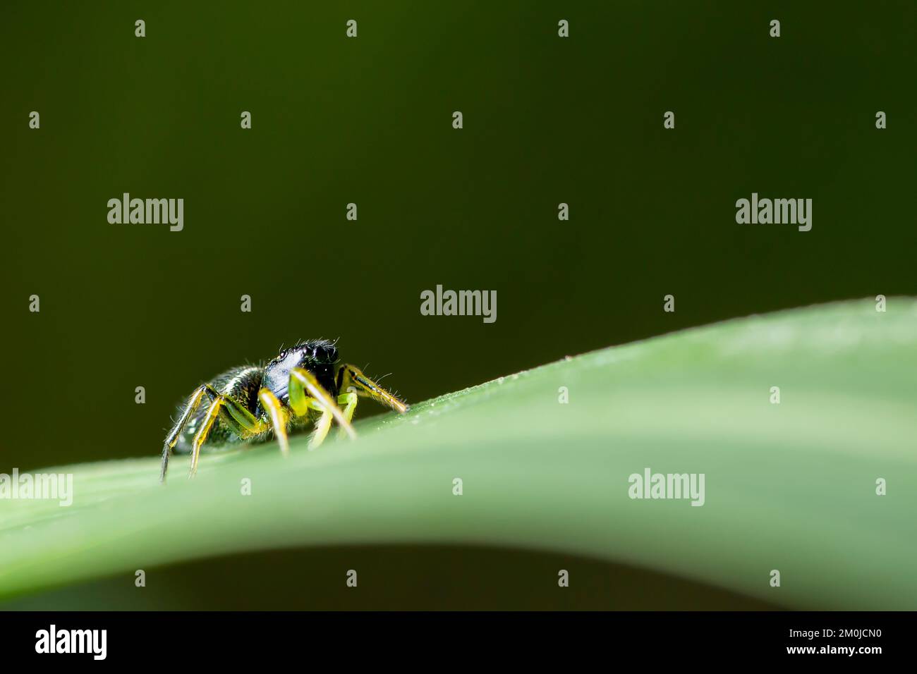 Carino Jumping ragno fauna selvatica macro shot Foto Stock