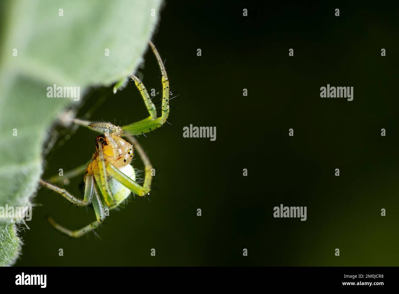 Piccolo ragno verde carino che striscia sulle foglie Foto Stock