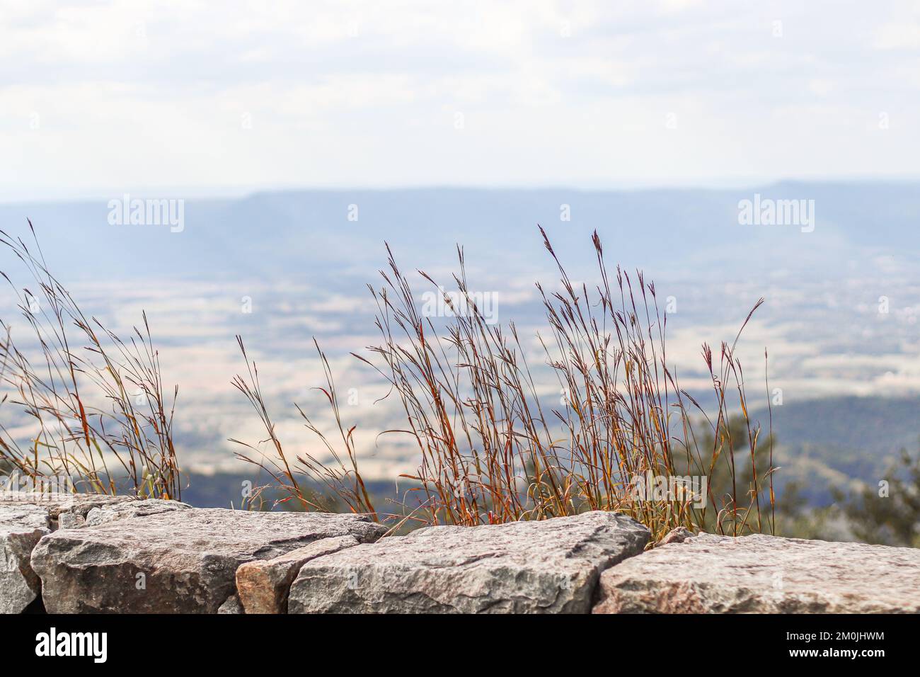 Erbacce erbose che si affacciano sulle Blue Ridge Mountains Foto Stock