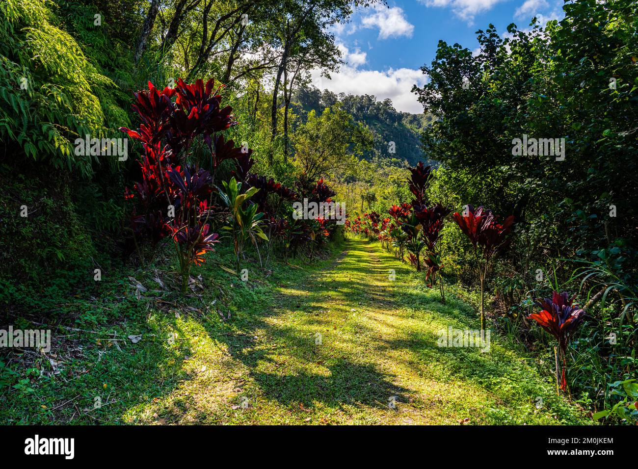 La strada coperta da erba, al sole, fiancheggiata da piante tropicali rosse, conduce in una foresta verde nella valle di Wailua, Maui Foto Stock