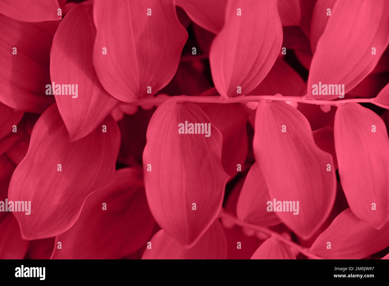 Monocromatico viva magenta foglie sono acquistati sfondo. Colore dell'anno 2023 Viva Magenta. Foto Stock