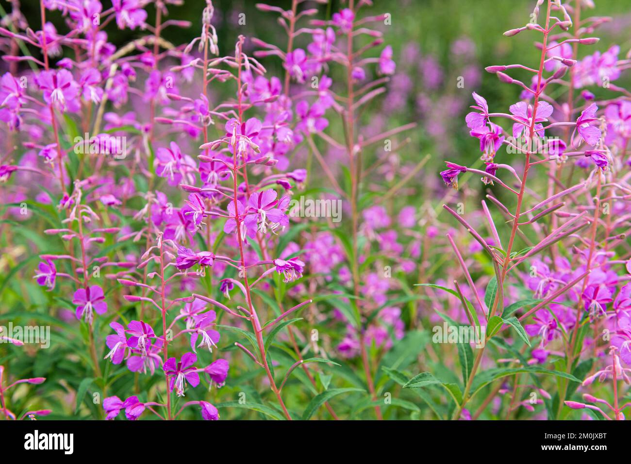 epilobium angustifolium fiori, pora montagna, italia Foto Stock