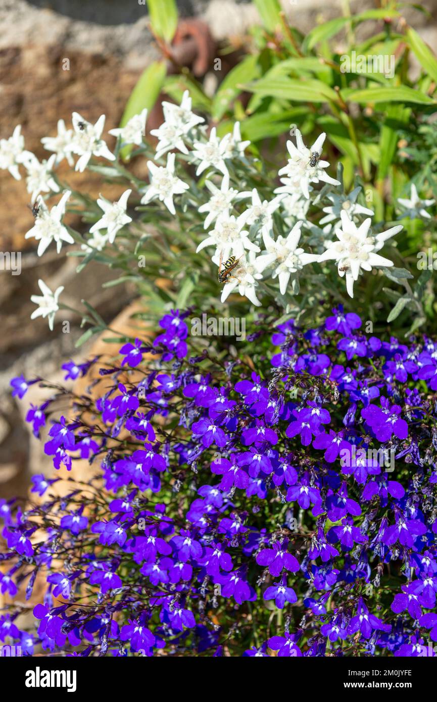 fiori di lobelia e di edelweiss, ponte di legno, italia Foto Stock