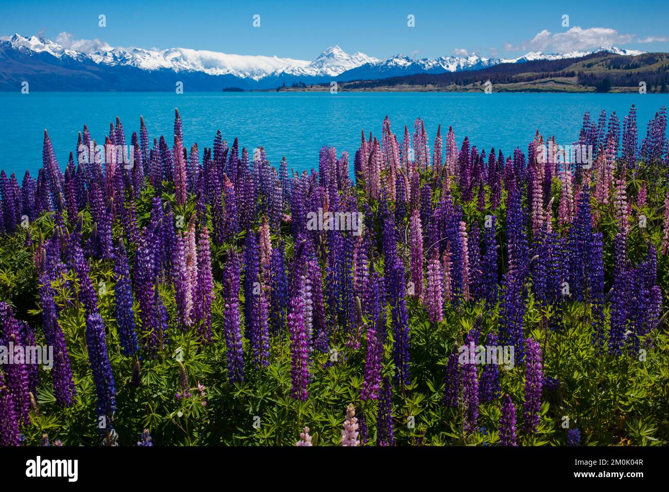 Uno sguardo alla vita in Nuova Zelanda. Il meraviglioso Lupins, il lago Pukaki, il monte Cook, nel quartiere panoramico di Mackenzie, South Island, Nuova Zelanda. Foto Stock