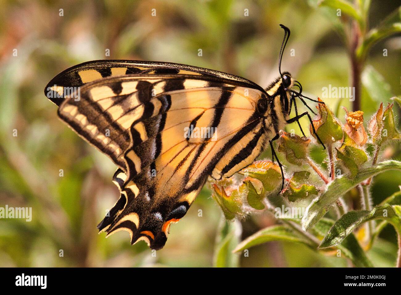 Vista laterale macro di una farfalla swallowtail occidentale Foto Stock