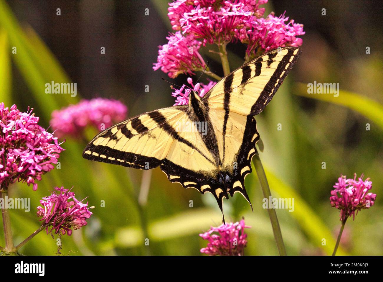 Ampia vista di una delicata farfalla occidentale a coda di rondine. Foto Stock