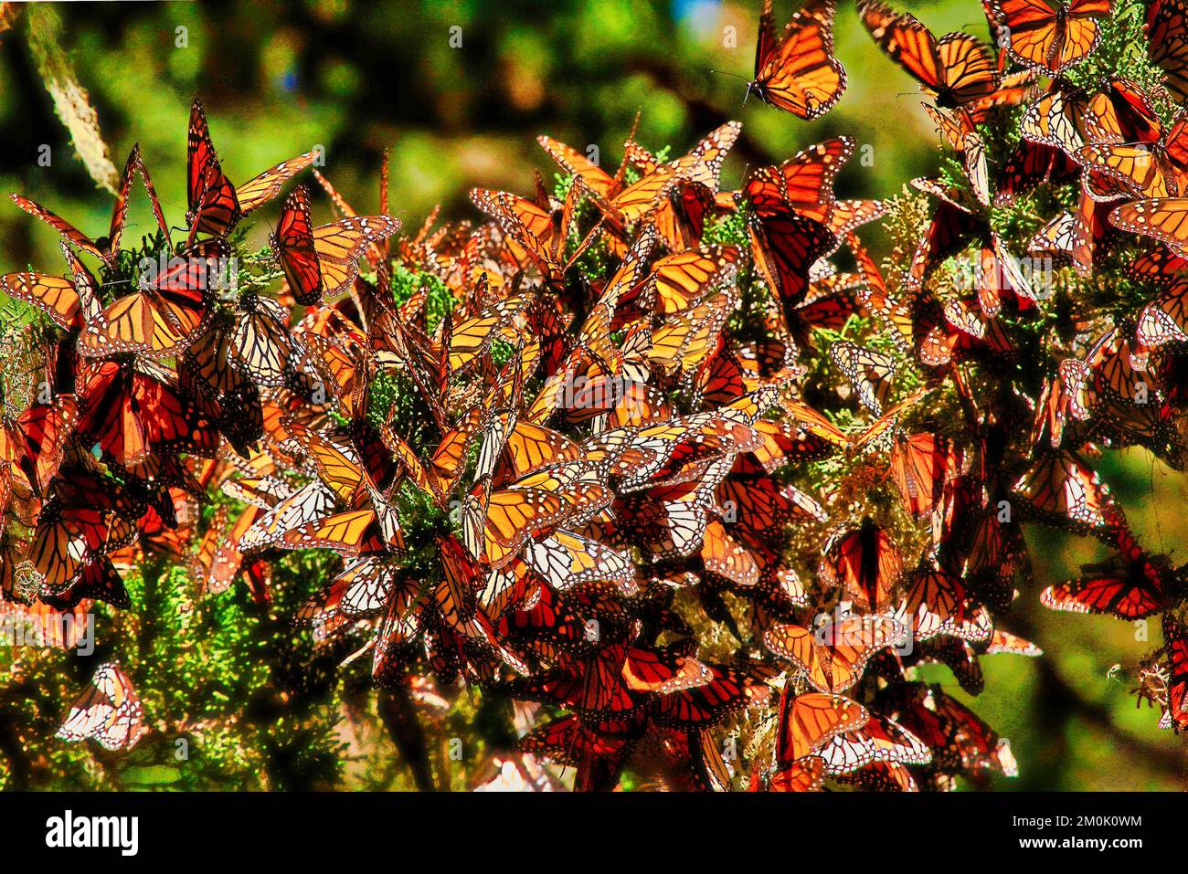 Strettamente clusterd sopra le farfalle monarca svernanti. Foto Stock