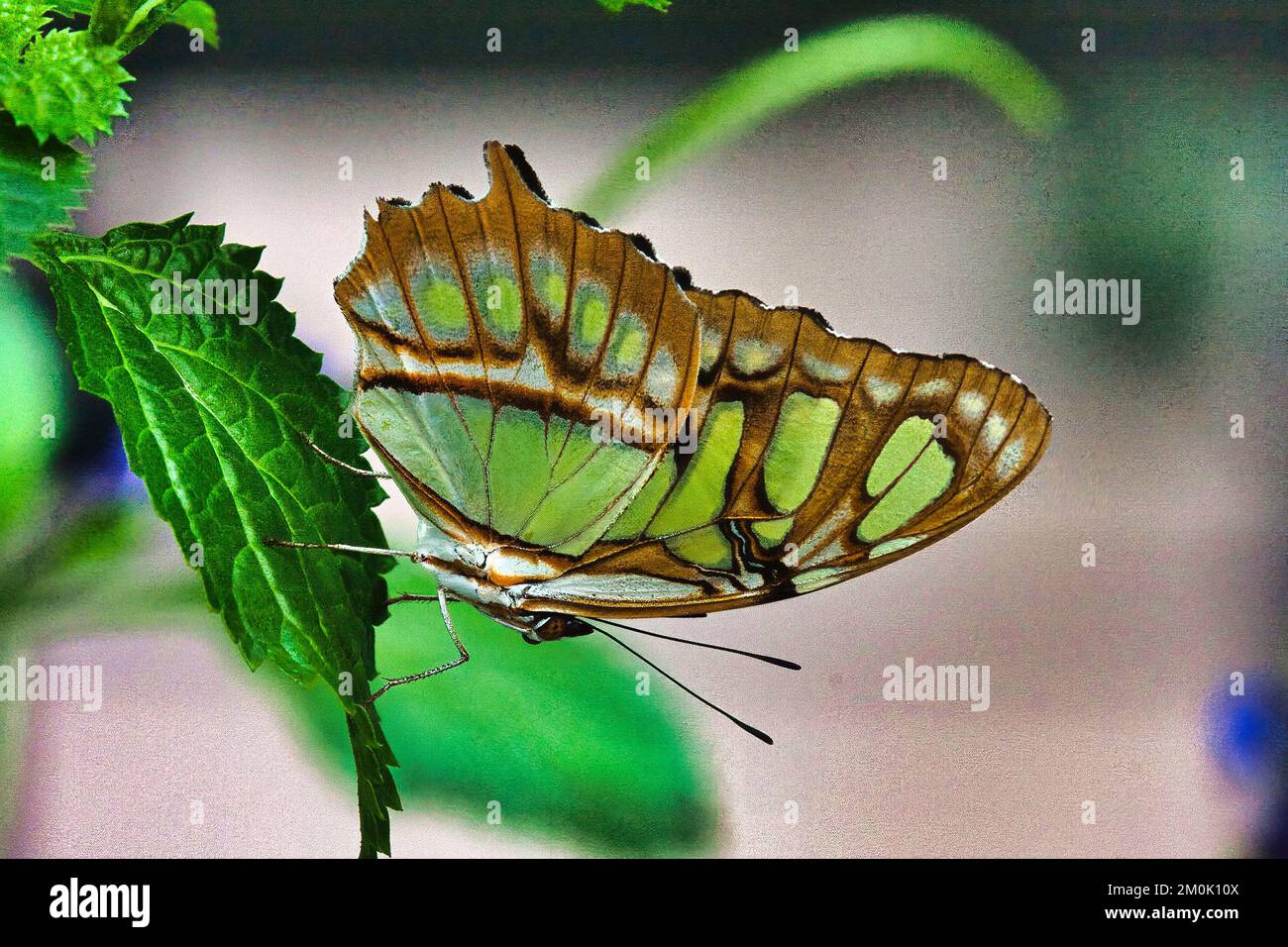 Macro vista di una farfalla verde di malachite che poggia su una foglia verde. Foto Stock